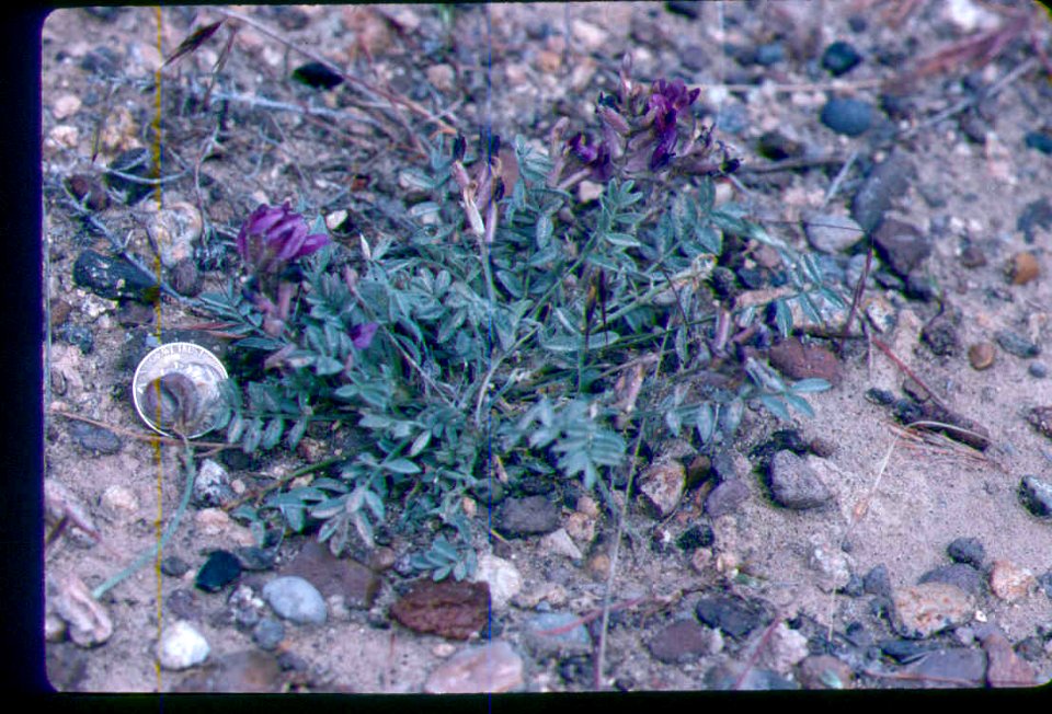 Astragalus purshii var. ophiogenes flowering in SW Idaho