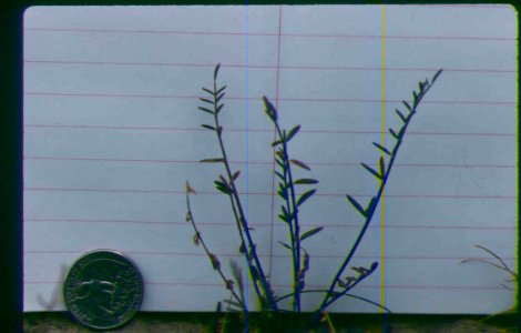 Astragalus atratus var. inseptus plant in SW Idaho