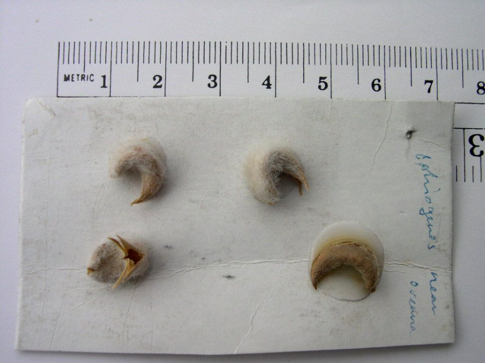 Astragalus purshii var. ophiogenes pods