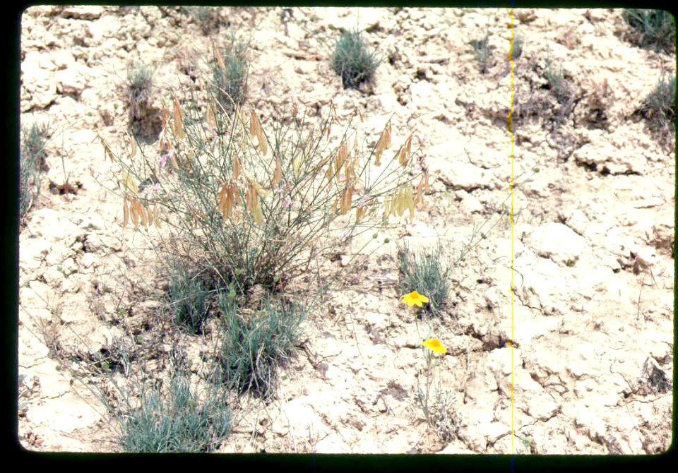 Astragalus cusickii packardiae plant in SW Idaho 3