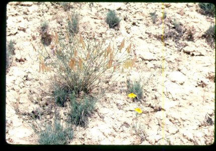 Astragalus cusickii packardiae plant in SW Idaho 3