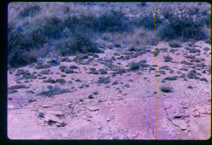 Astragalus sterilis habitat in SE Oregon