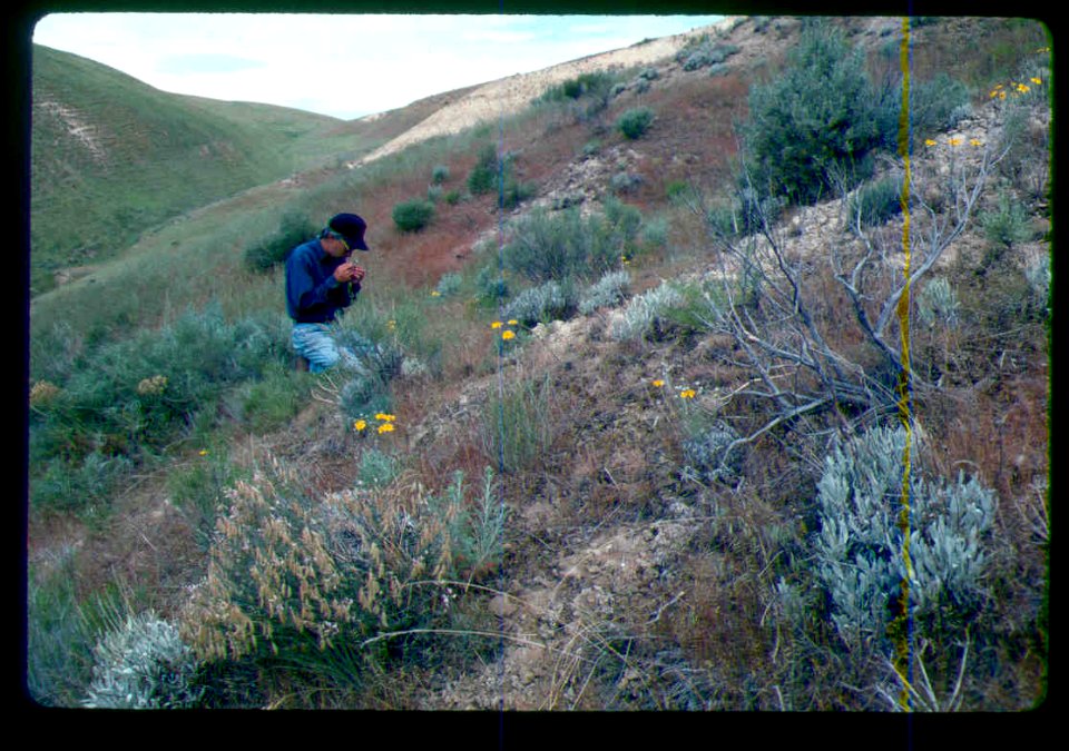 Astragalus cusickii var. packardiae habitat in SW Idaho 2