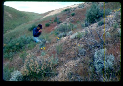 Astragalus cusickii var. packardiae habitat in SW Idaho 2 photo