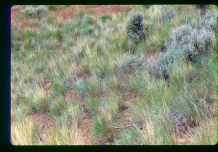 Astragalus vallaris habitat in SW Idaho 2