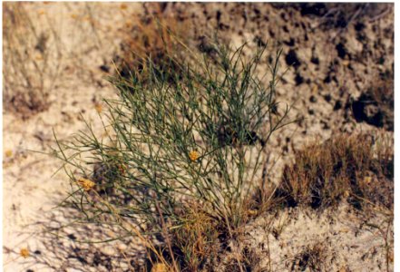 Astragalus cusickii var. packardiae plant in SW Idaho 3