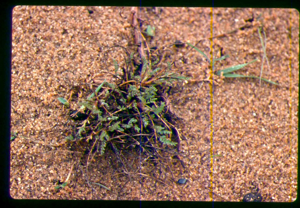 Astragalus mulfordiae early growth in SW Idaho 2