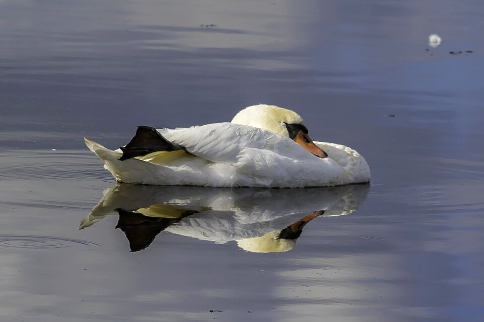 Mirroring water nature