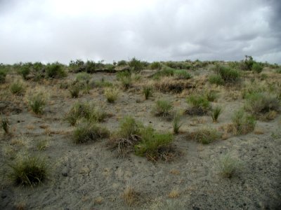 Astragalus mulfordiae habitat in SW Idaho