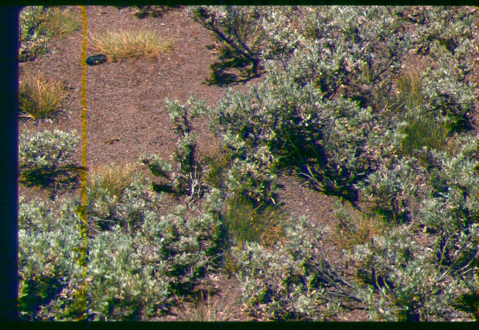 Astragalus yoder-williamsii habitat in SW Idaho 4