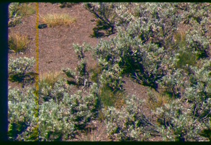 Astragalus yoder-williamsii habitat in SW Idaho 4