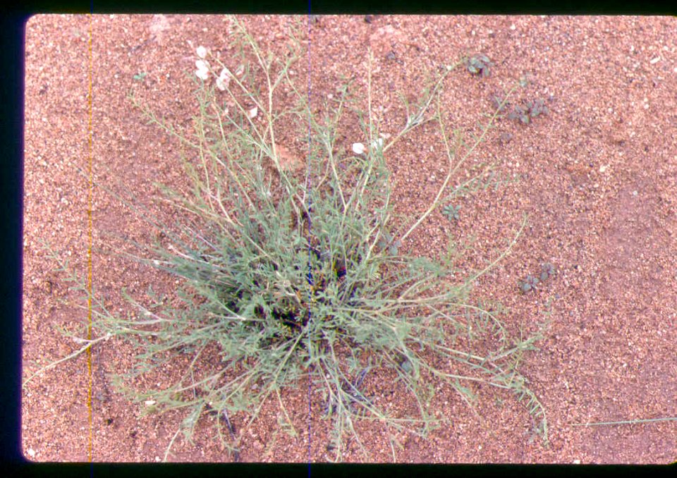 Astragalus mulfordiae plant in SW Idaho 4