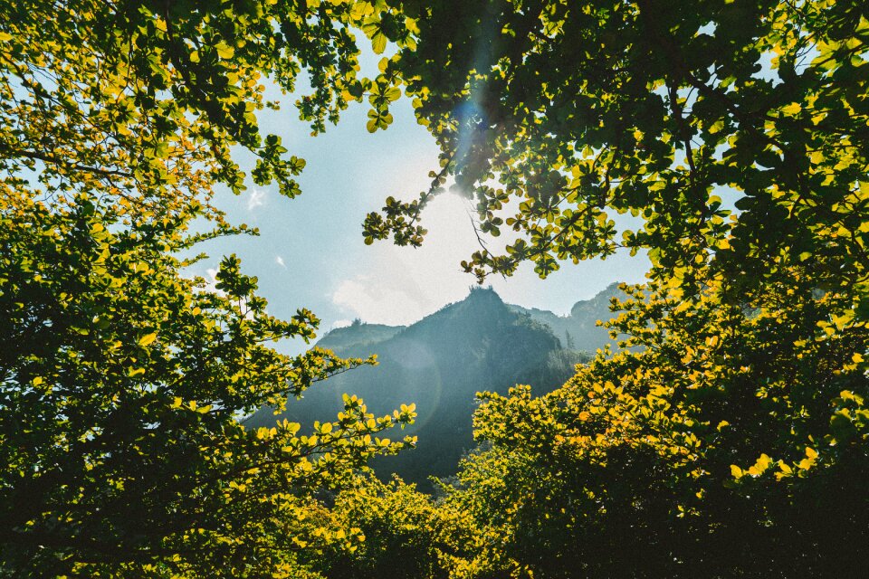 Nature trees sunny