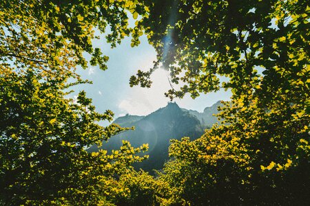 Nature trees sunny