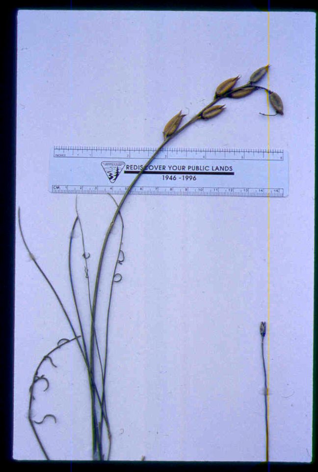 Astragalus conjunctus in fruit in SW Idaho