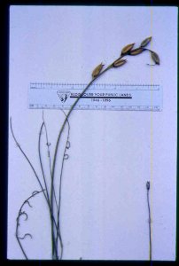 Astragalus conjunctus in fruit in SW Idaho