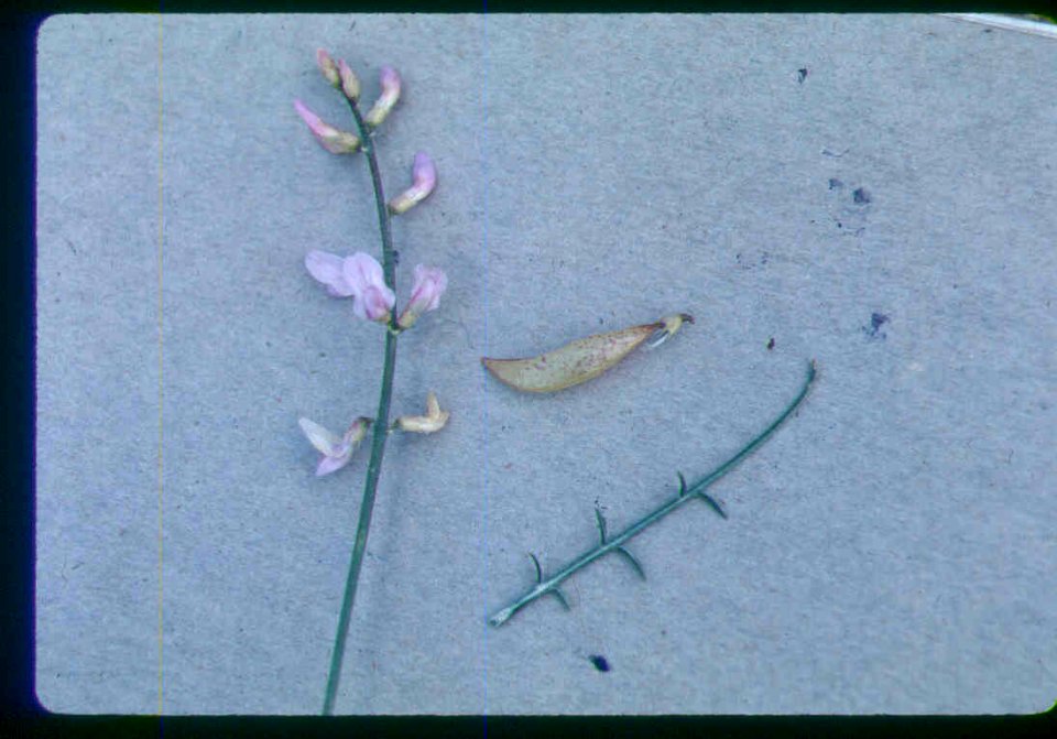 Astragalus cusickii var. packardiae flower pod leaf in SW Idaho