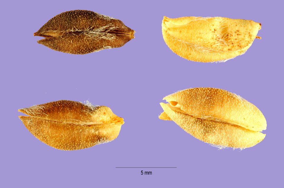Astragalusagrestis