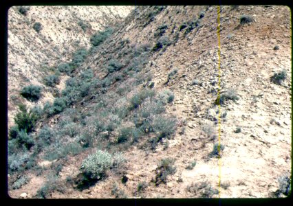 Astragalus cusickii var. packardiae habitat in SW Idaho 3