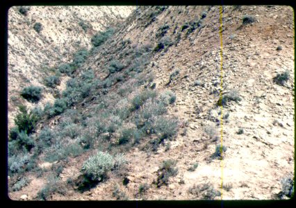 Astragalus cusickii var. packardiae habitat in SW Idaho 3 photo