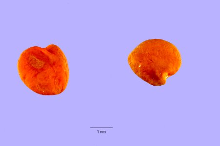 Astragalusdiaphanus