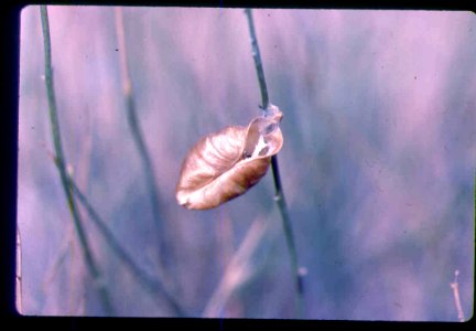 Astragalus sterilis pod in SE Oregon