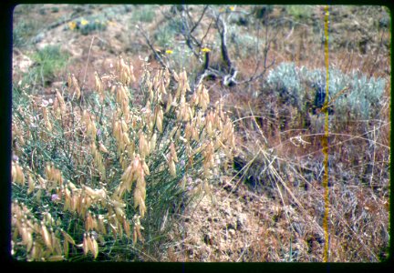 Astragalus cusickii var. packardiae plant in SW Idaho
