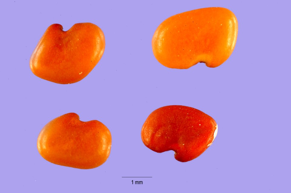Astragalusfalcatus