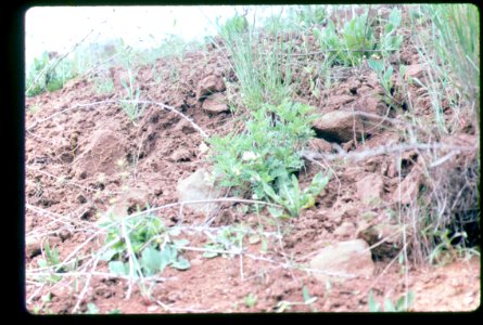 Astragalus vallaris in roadcut in SW Idaho