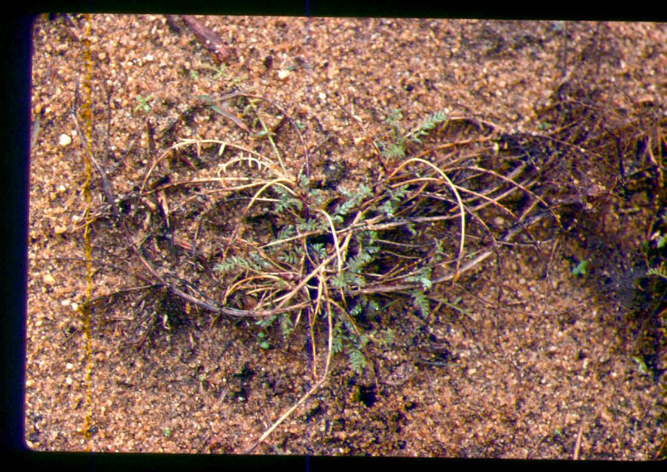 Astragalus mulfordiae early growth in SW Idaho