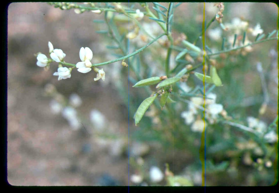 Astragalus mulfordiae flowers in SW Idaho 2