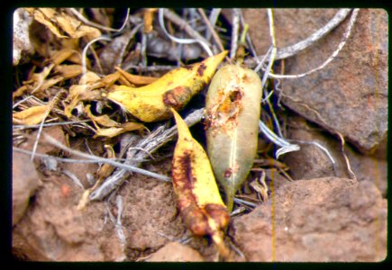 Astragalus vallaris pods with insect damage in SW Idaho