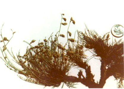 Astragalus yoder-williamsii fruiting in SW Idaho