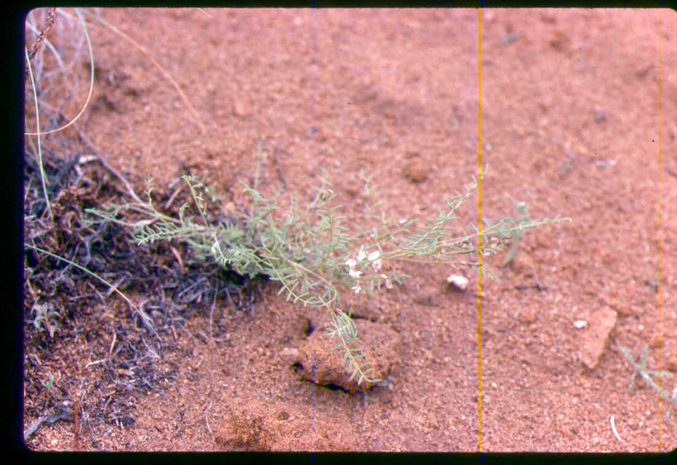 Astragalus mulfordiae plant in SW Idaho 5