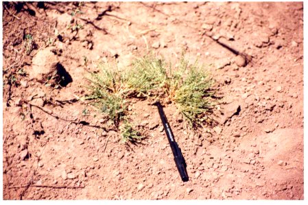 Astragalus yoder-williamsii in SW Idaho 2