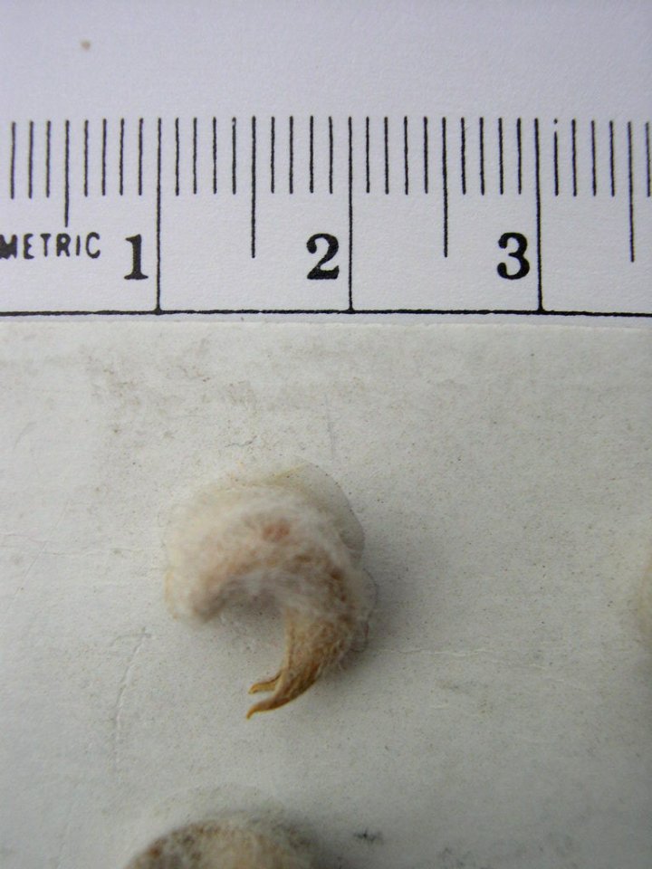 Astragalus purshii var. ophiogenes pod in SW Idaho