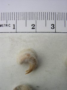 Astragalus purshii var. ophiogenes pod in SW Idaho