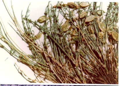 Astragalus yoder-williamsii pods two in SW Idaho
