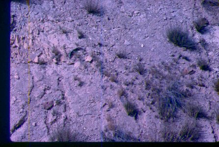 Astragalus sterilis habitat in SE Oregon 2