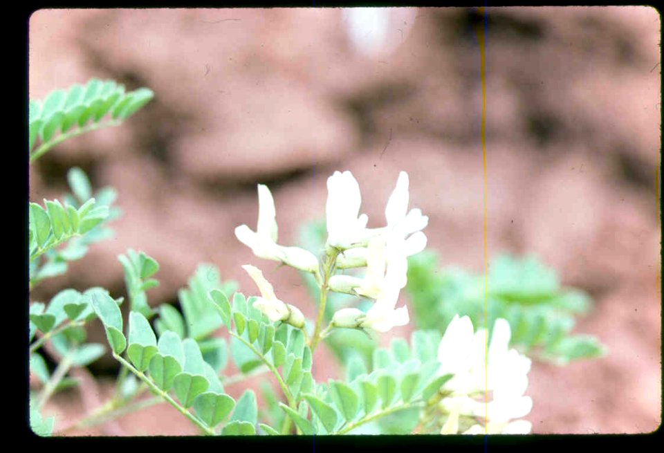 Astragalus vallaris flowers in SW Idaho