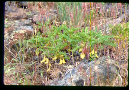 Astragalus vallaris plant fruiting in SW Idaho 2