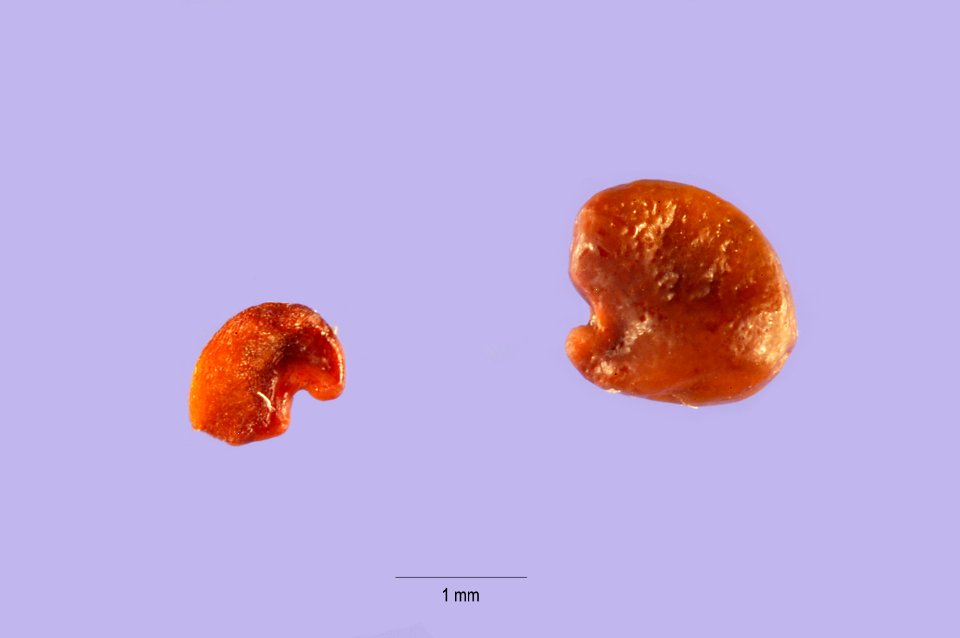 Astragalusflexuosus
