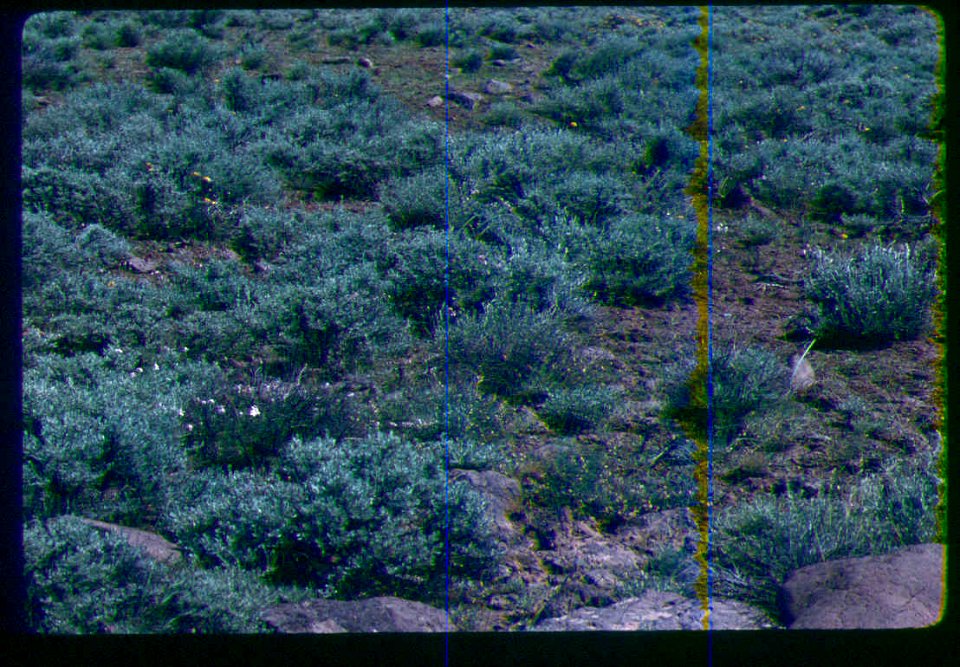Astragalus atratus var. inseptus habitat in SW Idaho