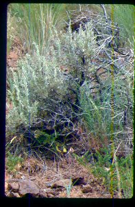 Astragalus vallaris plant under sagebrush in SW Idaho