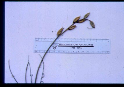 Astragalus conjunctus pods in SW Idaho