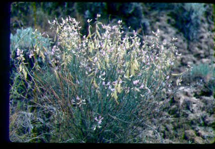 Astragalus cusickii var. packardiae fruiting flowering in SW Idaho