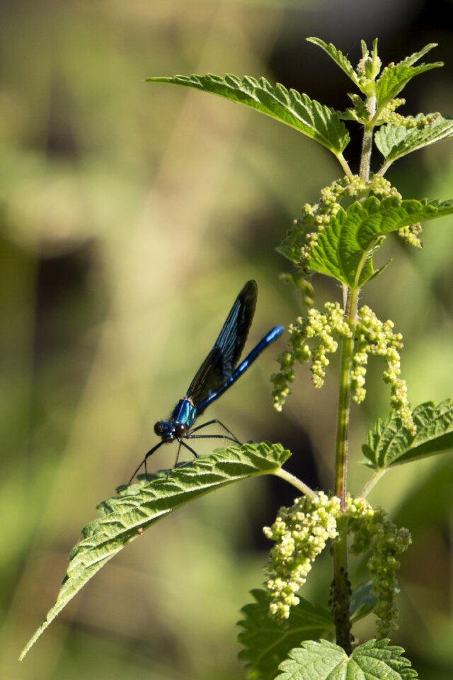 Dragonfly blue dragonfly on stinging nettle
