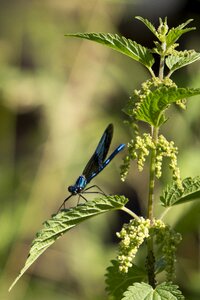 Dragonfly blue dragonfly on stinging nettle