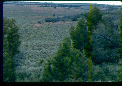 Astragalus yoder-williamsii habitat in SW Idaho 3