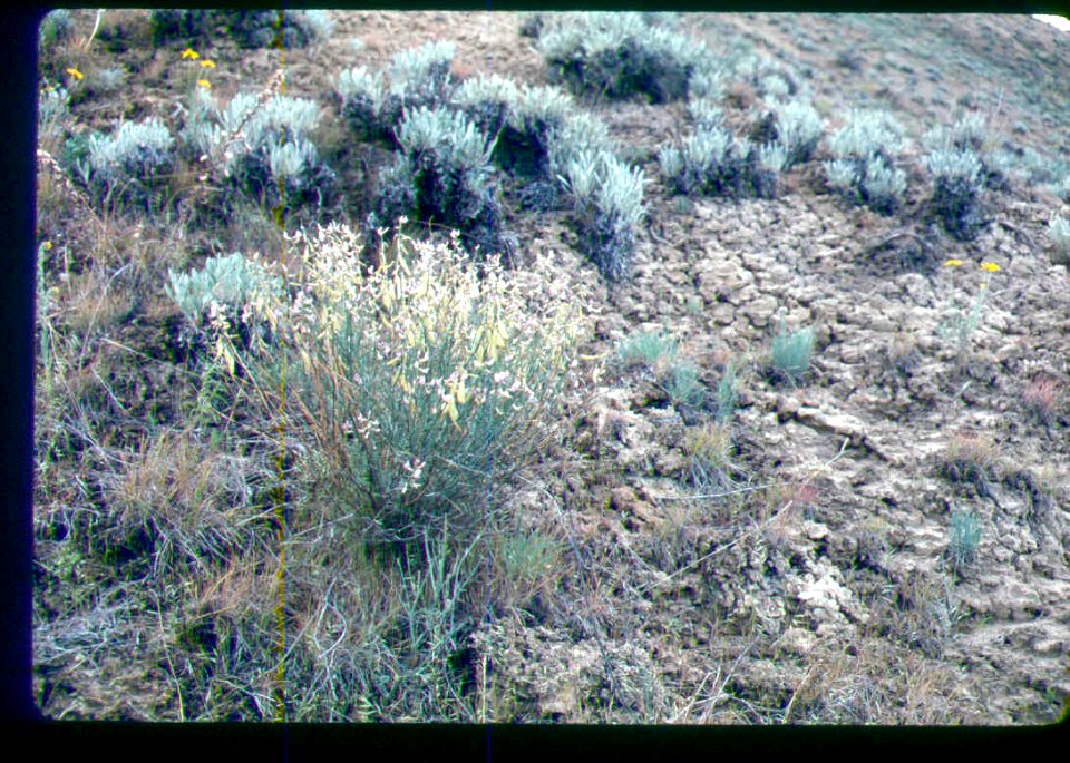 Astragalus cusickii var. packardiae plant in SW Idaho 2